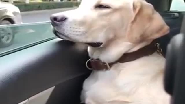 Funniest and cutest Labrador