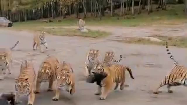 Tiger training video