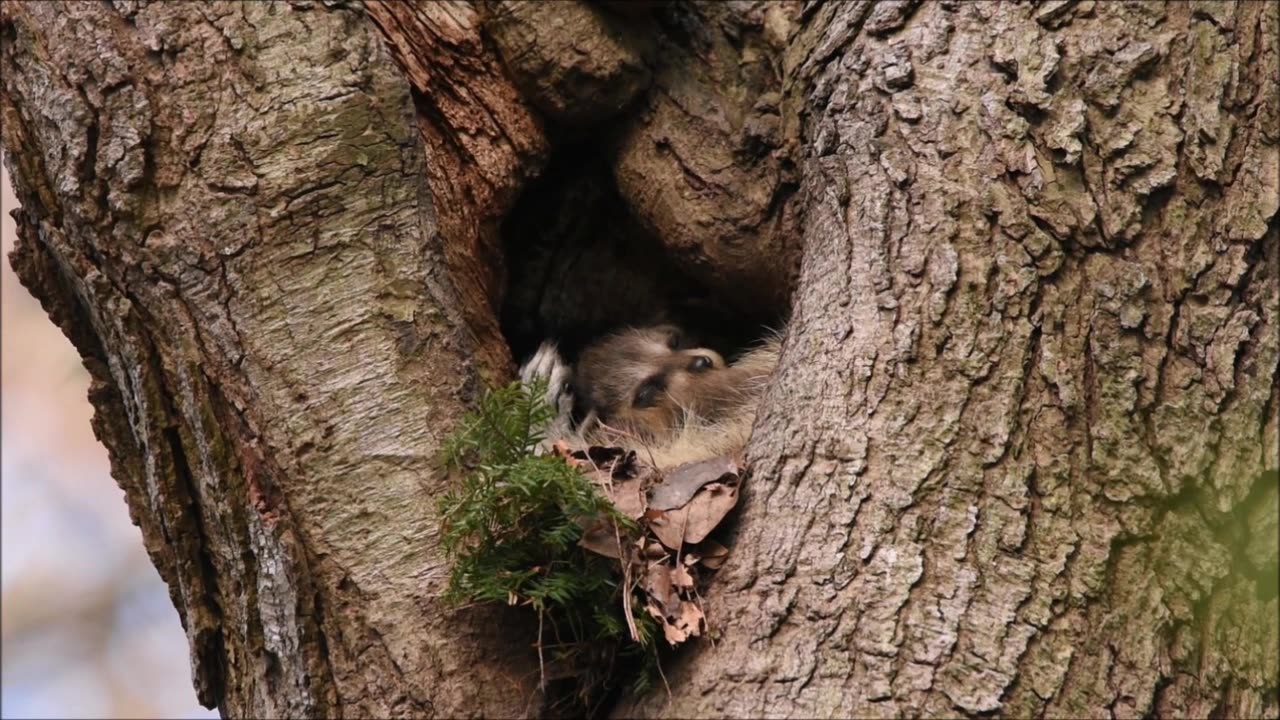 Raccoon Kits (series)