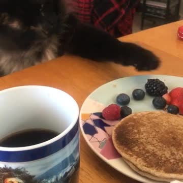 Cat Trying to Steal Food