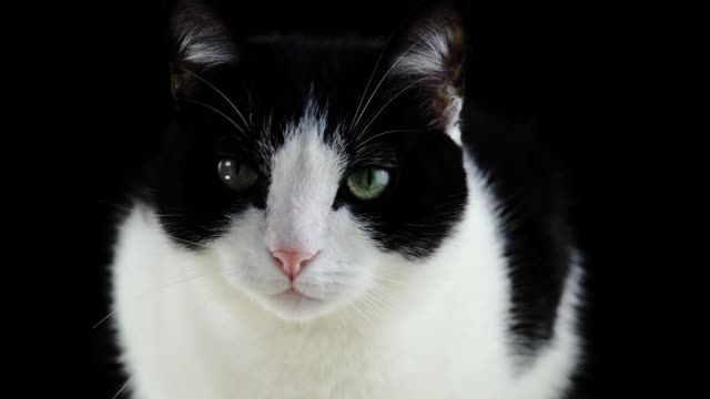 This is a video of a cat looking curiously.