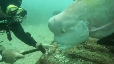 Fish looking what is doing this men