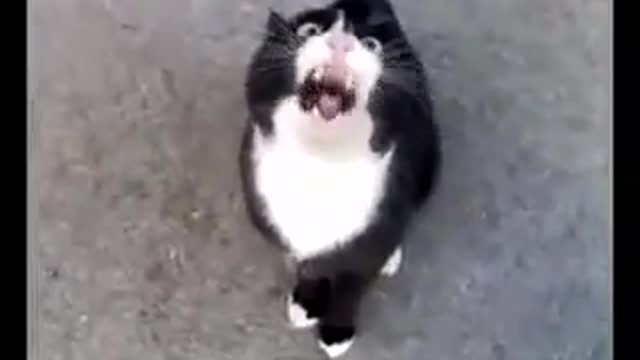 This cat is always moody