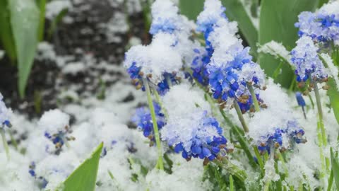 Blue blossoms getting shrouded in snow