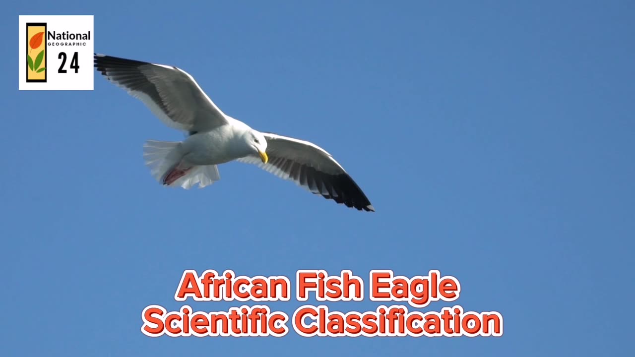 African Fish Eagle Scientific Classification | National Geographic 24