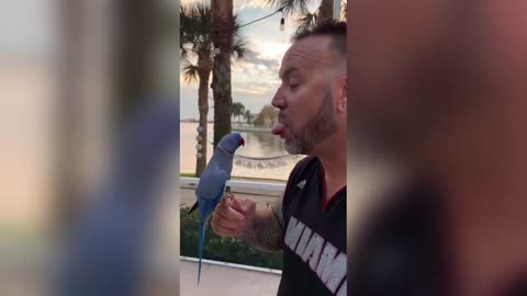 Super Funny parrots compilation #6