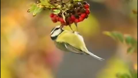 Birds world