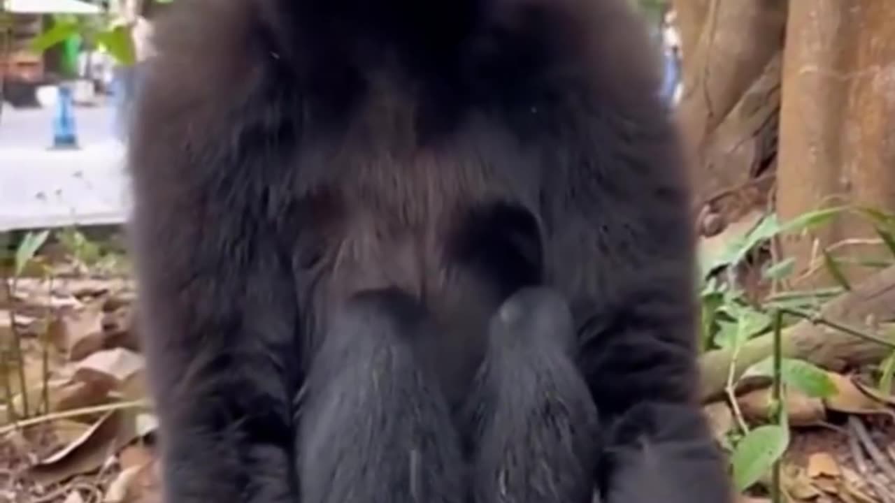 Funny animal compilation