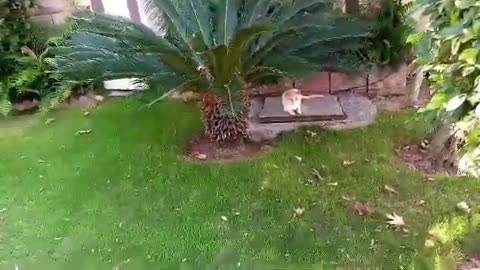 German Shepherd dog morning walk