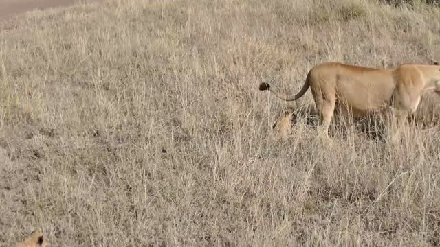 Lovable! SIX LION CUBS enjoy their first out-of-door adventure