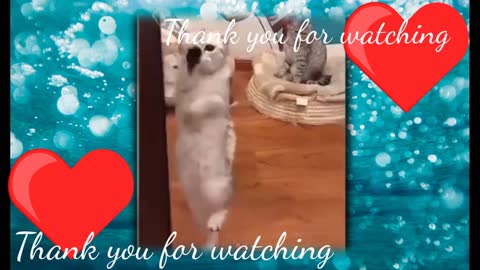 Funny cats videos