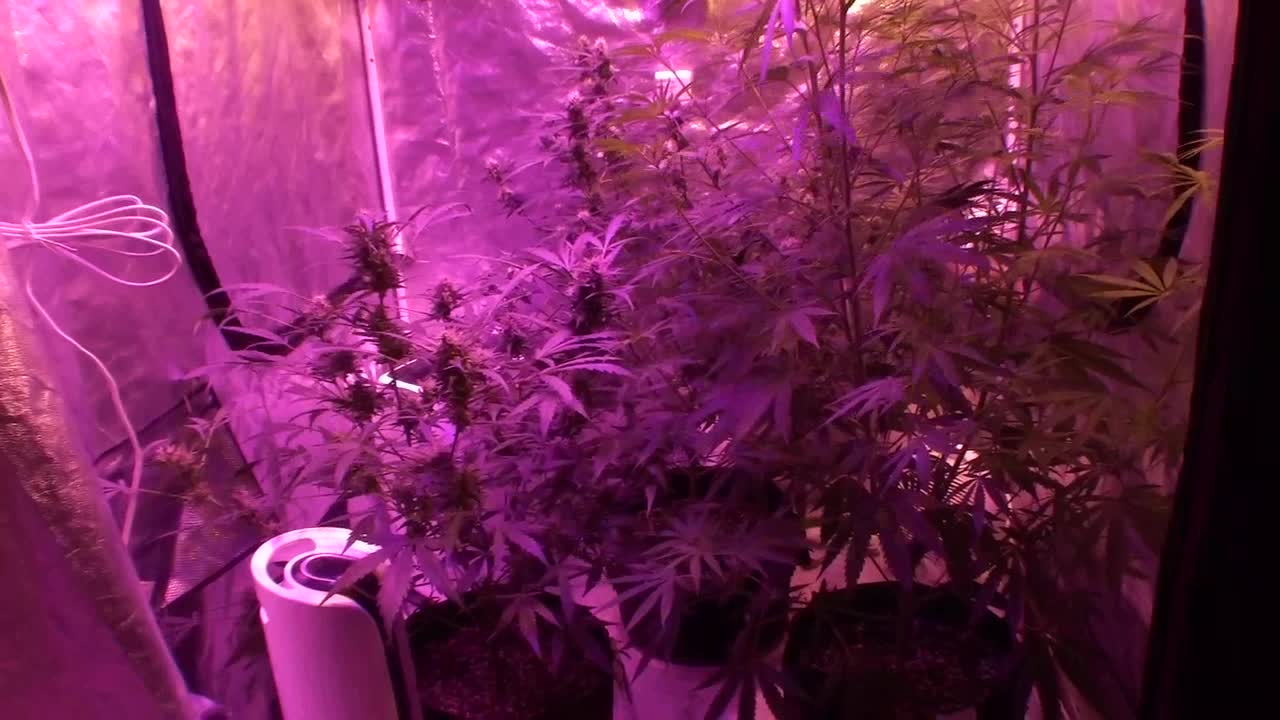 Batch # 7 of Daddies grow journal