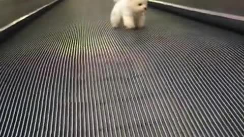 Cute Dog funny and lovely puppies