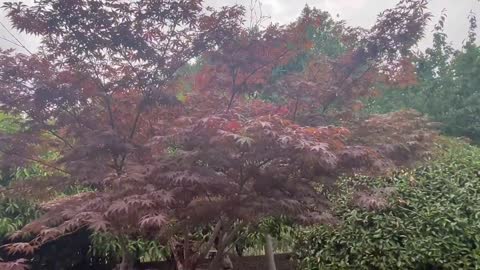 Does anyone know what kind of tree this is