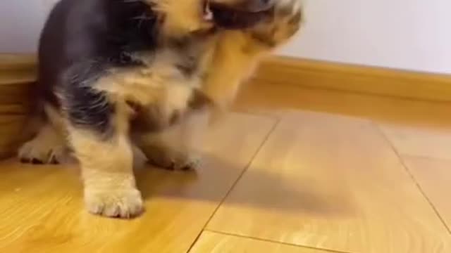 Cute and Funny Dog