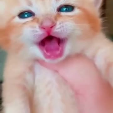 😍💓😍💓😍💓😍💓😍💓😍💓😍💓😍💓😍💓 #cats #shorts