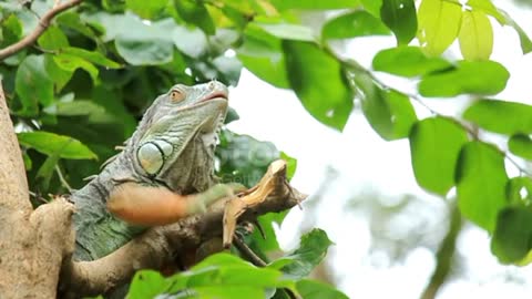 Green Basilisk