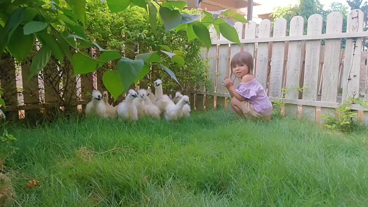 Super cute Silkies and girl getting along