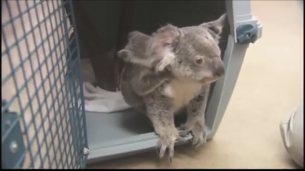 Baby Koala Bears Playing & Climbing