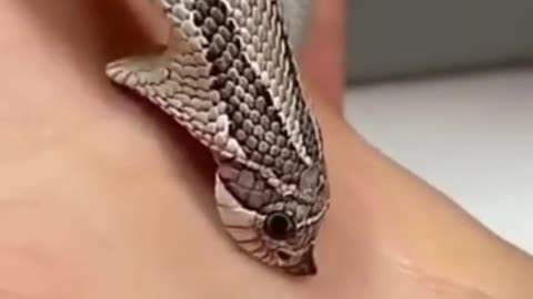 beautiful snake