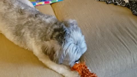 Dusty with his snake