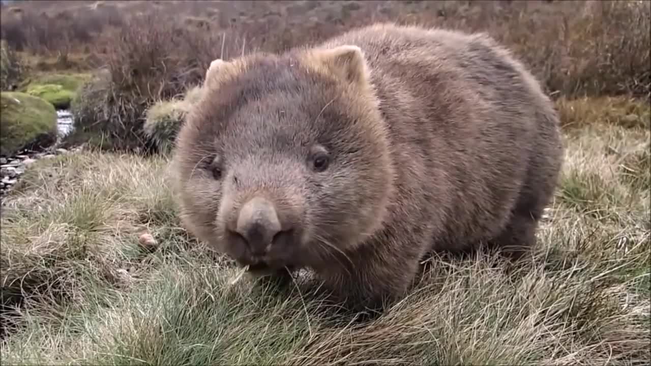 Strange Animal Cudly Wombat Compilation