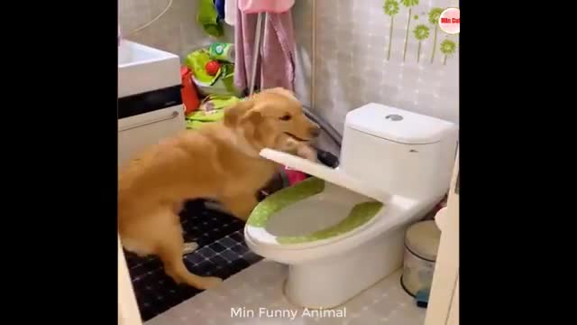 So funny dogs