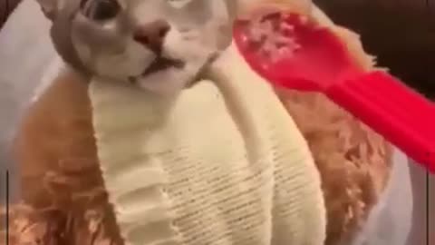 Gatinho kk