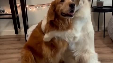 Dogs cuddling and showing affection for each other