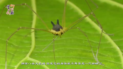 The head of a bunny with spider legs