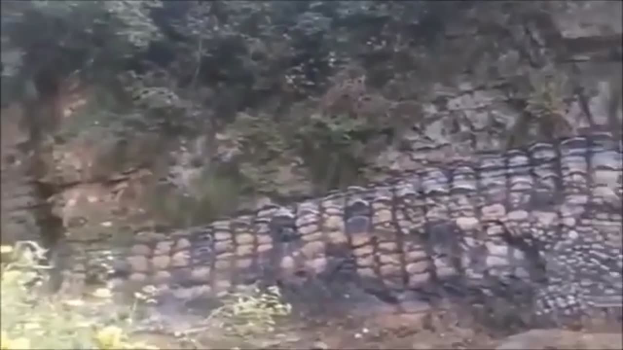 A FOSSIL OF A 50 FOOT SALTWATER CROCODILE DISCOVERED IN AUSTRALIA AFTER A STORM