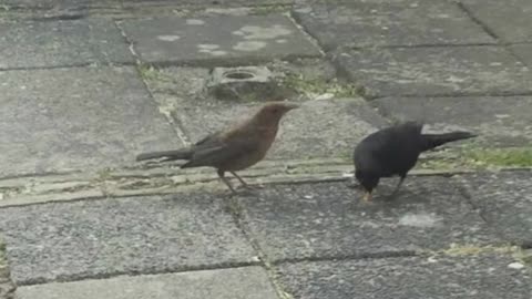 Blackbird eating chicken