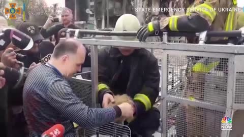 WATCH: Cat Rescued From Bombed Out Building In Ukraine