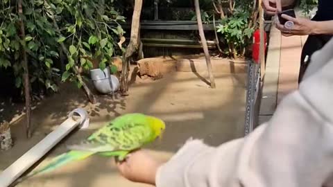 Parrot expedition