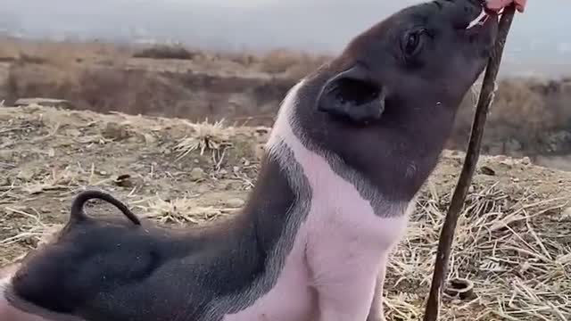 Pet pigs eat