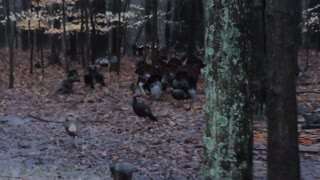 Gobble,Gobble,Gobble !!!