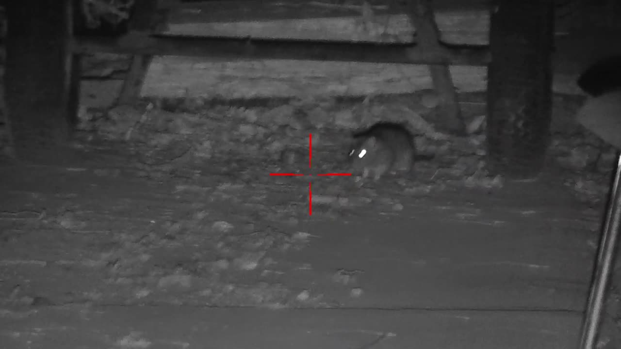 WARNING PEST CONTROL WITH AIRGUN FOOTAGE