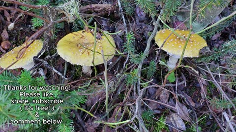 Mushroom Hike! #mushrooms, #bolete,