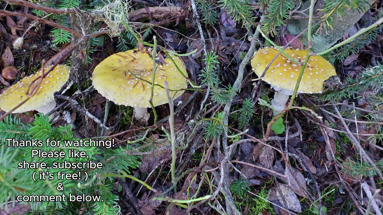 Mushroom Hike! #mushrooms, #bolete,