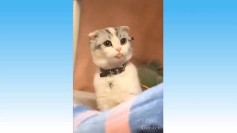 funny cats and dogs