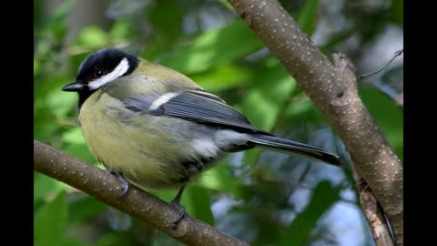 Birds That Are Found In berlin, Germany # 2