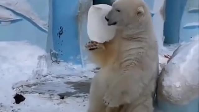 Bear funny video