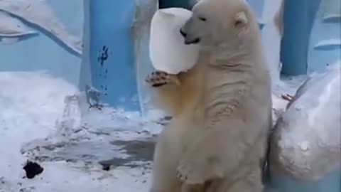 Bear funny video