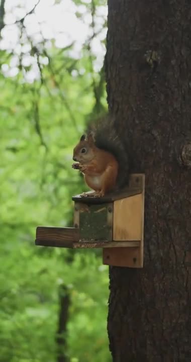 A Squirrel Eating Nuts