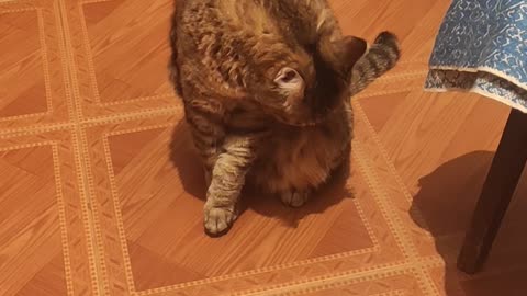 The cat washes