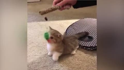 Funny cat playing