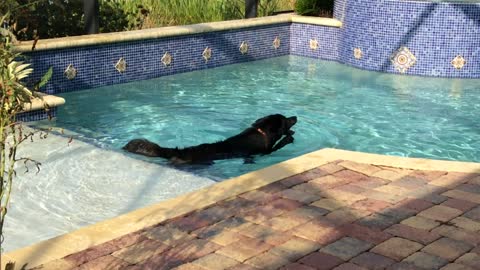 Dog attempts swims in pool for the first time