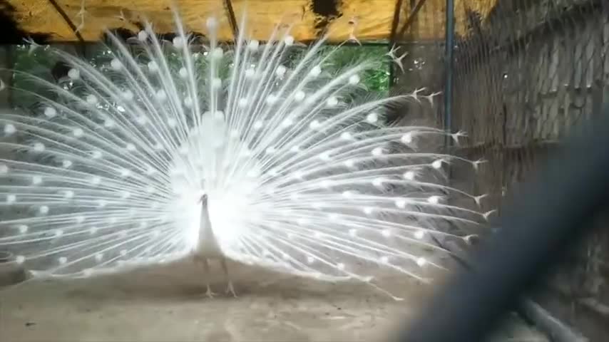 MOST BEAUTIFUL ANIMALS IN THE WORLD