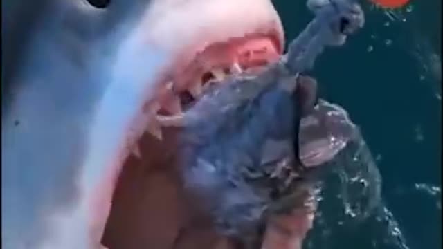 A voracious shark ready to eat an elephant.