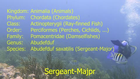 Sergeant-Major